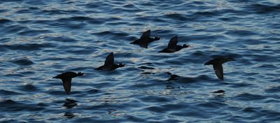 Surf scoters - in a rush