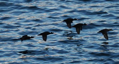 Surf scoters - in a rush