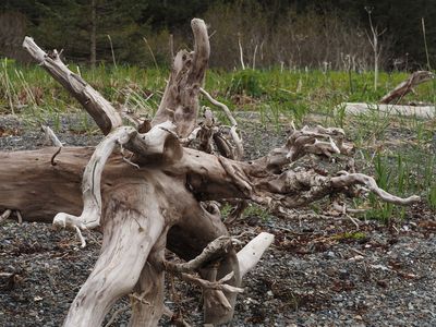 Gnarled tree