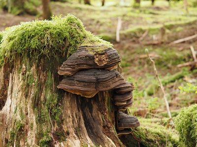 Rotting tree stump