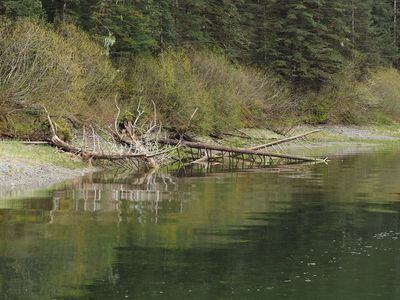 Dead trees