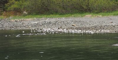 Gull and duck gathering