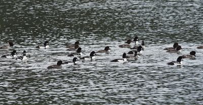 Barrow's goldeneye or bufflehead - Bucephala islandica