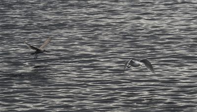 Gulls in Sitka
