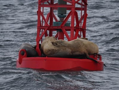 Sea lions