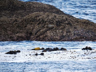 Sea otters
