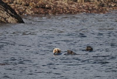 Harbour seal with sea otter