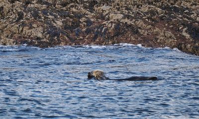 Harbour seal with sea otter