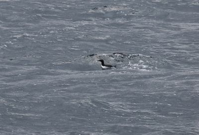 Common murre or thin-billed murre - Uria aalge