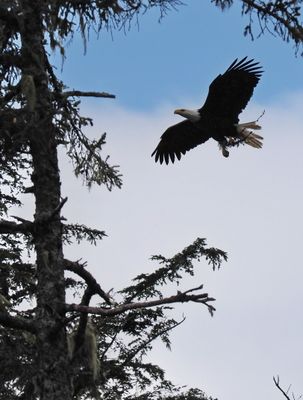 Bald eagle - bringing construction material for the nest