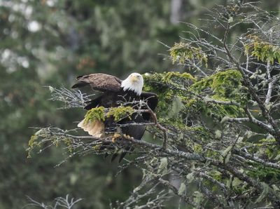 Bald eagle