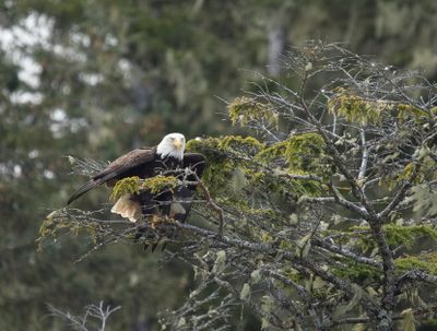 Bald eagle