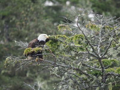 Bald eagle