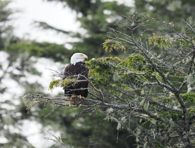 Bald eagle