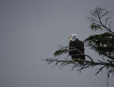 Bald eagle
