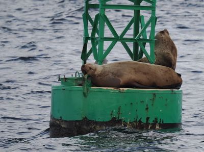 Sea lions