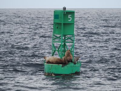 Sea lions