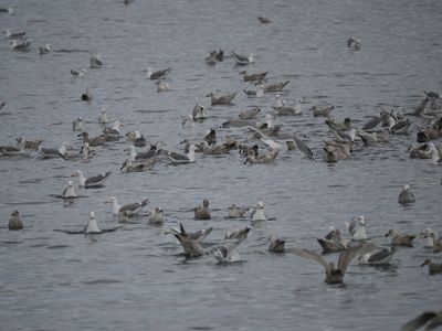 Gulls greeting the fishing vessels