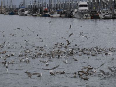 Gulls greeting the fishing vessels