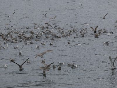 Gulls' welcome