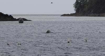 Whale