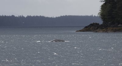 Whale