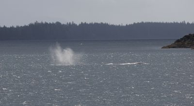 Whale