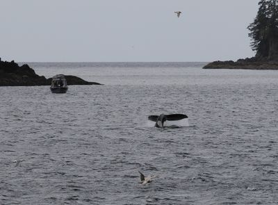 Whale