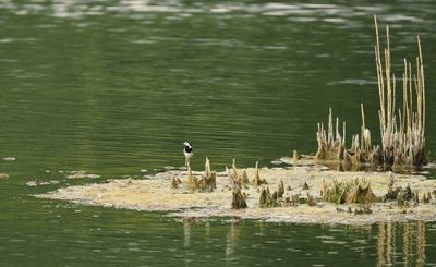 White wagtail - bergeronnette grise - Bachstelze - Panewippchen - Motacilla alba