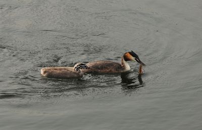 Great crested grebe