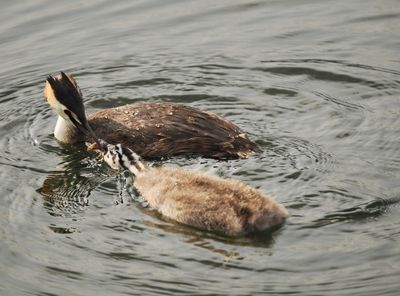 Great crested grebe