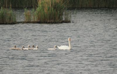 Swan family
