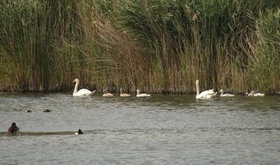 Swan family