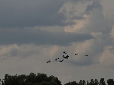 Geese under a threatening sky