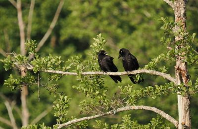 Crows