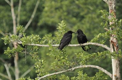 Crows