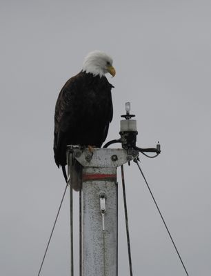 Bald eagle - perched on the mast of a sailing yacht