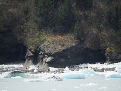 Icy Bay