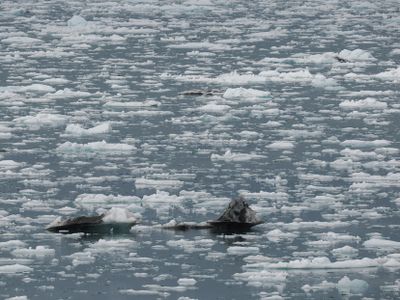 Icy Bay