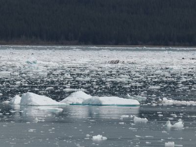 Icy Bay