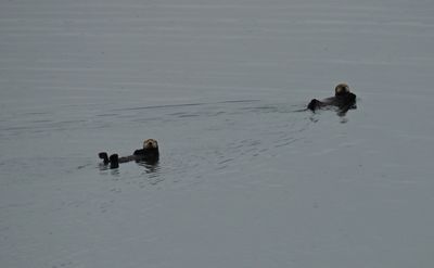 Sea otters accompanying the ship on its way to Cordova