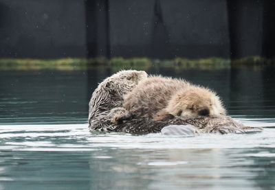 Baby sea otter resting on mum's belly