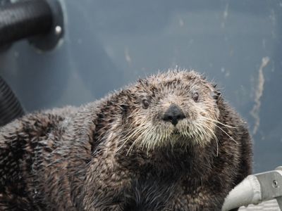 Stowaway sea otter - discovered