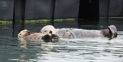 Sea otters - floating lesson for Junior