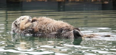 Sea otter with baby
