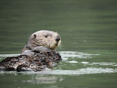 Sea otter