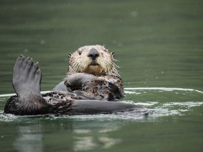 Sea otter