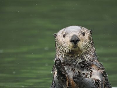 Sea otter