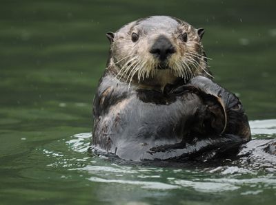 Sea otter