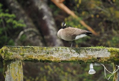 Canada goose on the look out from the old cannery infrastructure